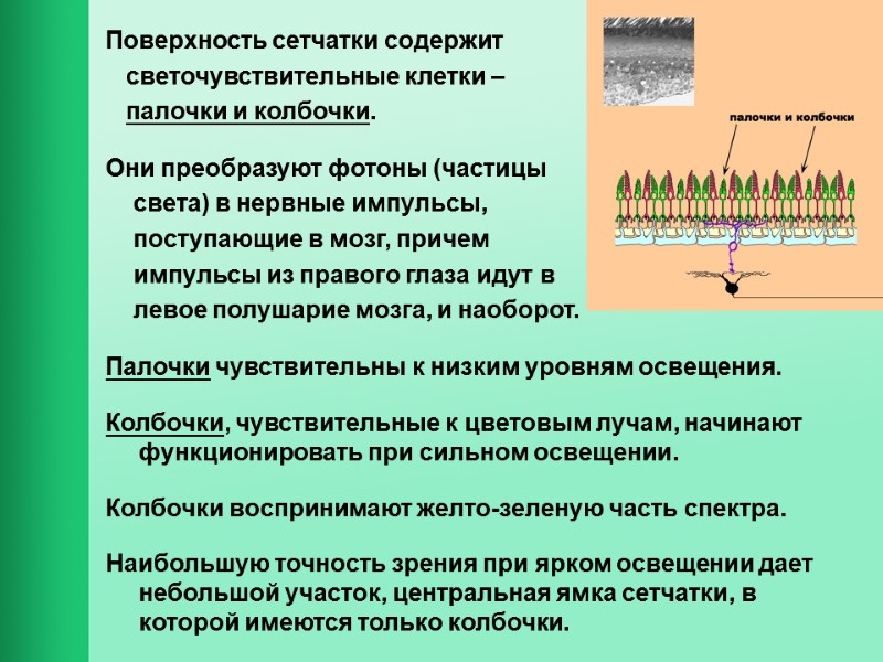 Поверхность сетчатки содержит     светочувствительные клетки –    